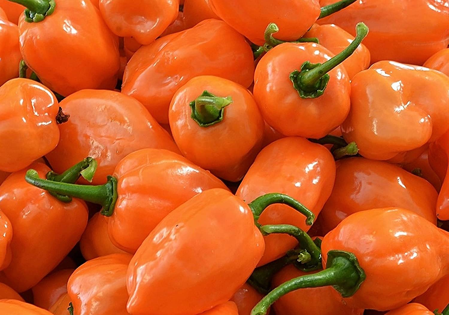 Habanero (pepper Capsicum chinense orange hot vegetable) for planting in garden